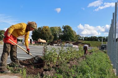 Zwei Personen pflanzen junge Bäume am Rande eines Parplatzes ein.