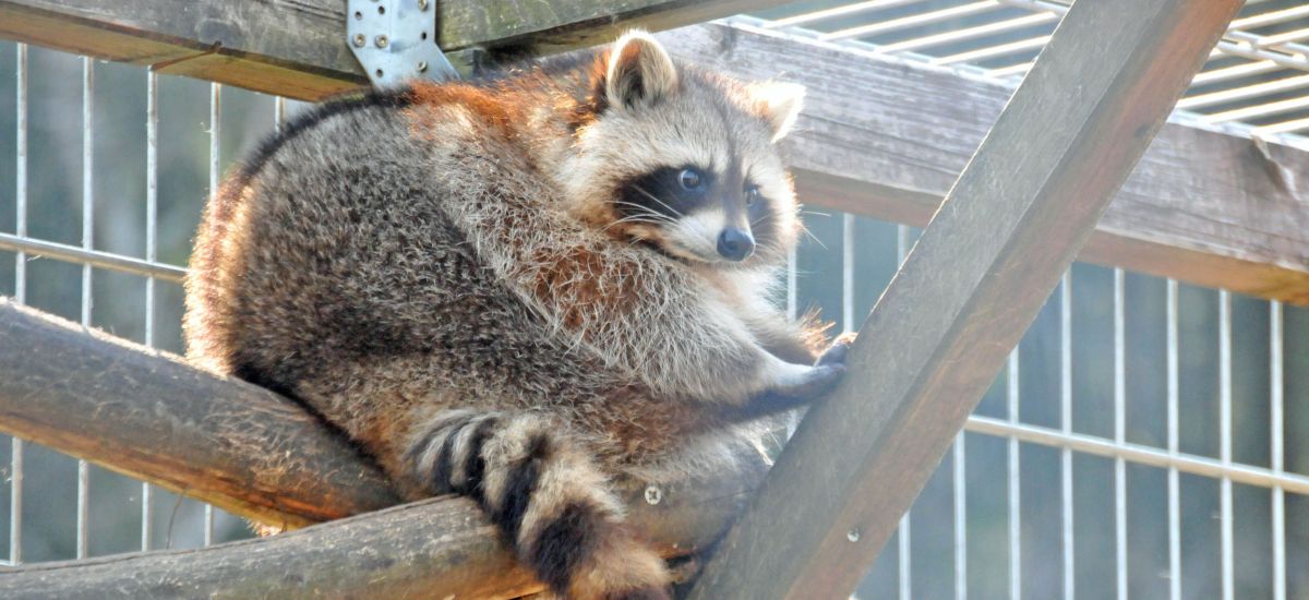 Ein Waschbär sitzt auf einem Gerüst.