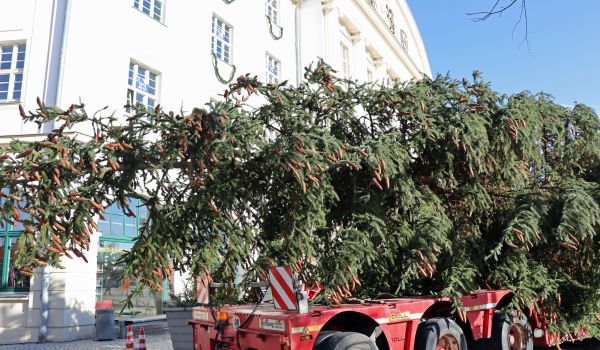 Auf einer LKW-Ladefläche wird ein Weihnachtsbaum transportiert.