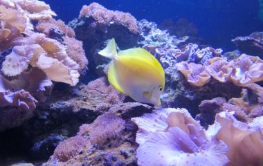 Ein gelber Fisch in einem Auqarium.