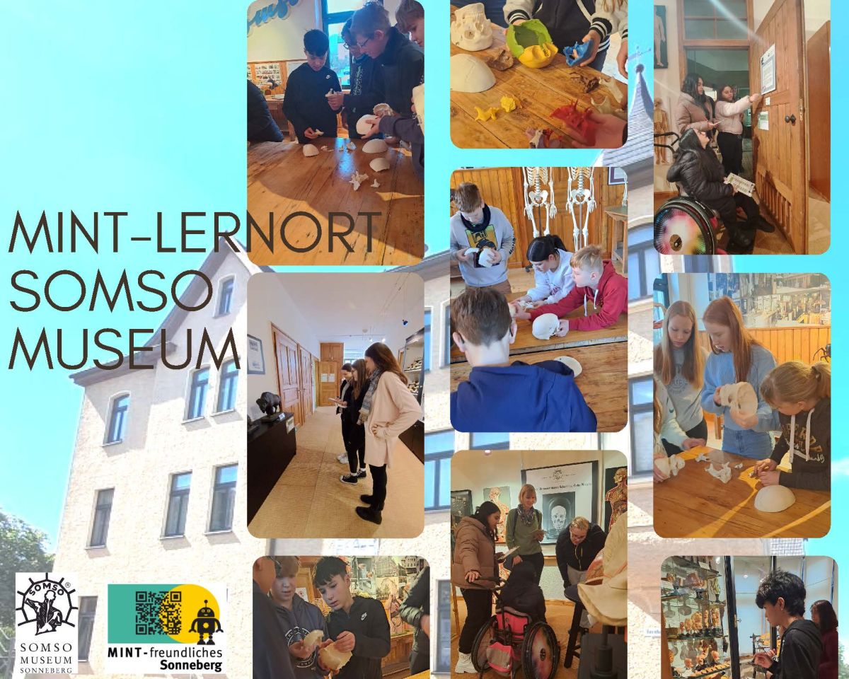 Eine Grafik mit der Aufschrift: Mint-Lernort Somso Museum. Daneben sind Bilder von Kindern, die sich Modelle im Museum anschauen.