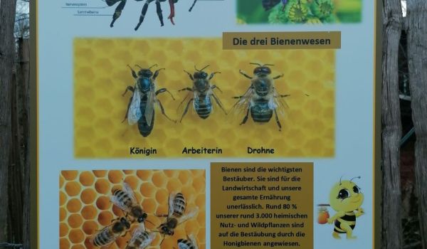 Eine Infotafel über die Honigbiene.