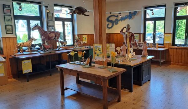 Verschiedene Tier- und Pflanzen-Modelle stehen auf Tischen in einem Raum.