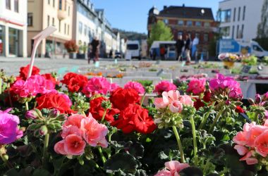 Blumen auf dem Markt.