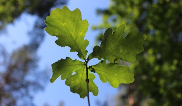 Ein junger Eichenbaum im Wald.