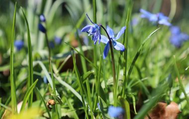 Blaue Frühblüher in einer Wiese.