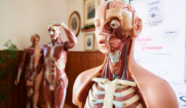 Modelle zeigen der Aufbau eines Menschen unter seiner Haut.