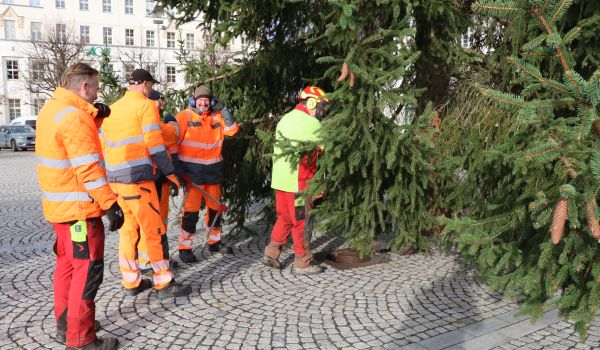 Menschen in orangen Warnjacken stellen einen großen Weihnachtsbaum.