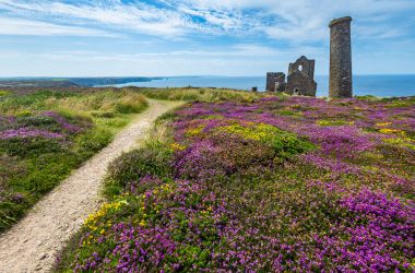 Eine Küstenlandschaft mit vielen Blumen.