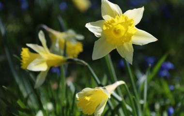 Nahaufnahme: Gelbe Osterglocken.