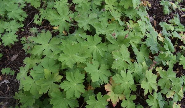 Eine Grünpflanze in einem Beet.