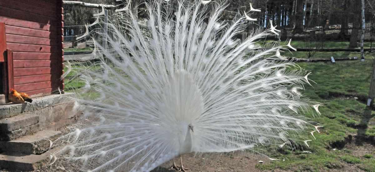 Ein weißer Pfau hat seine Federn aufgestellt.