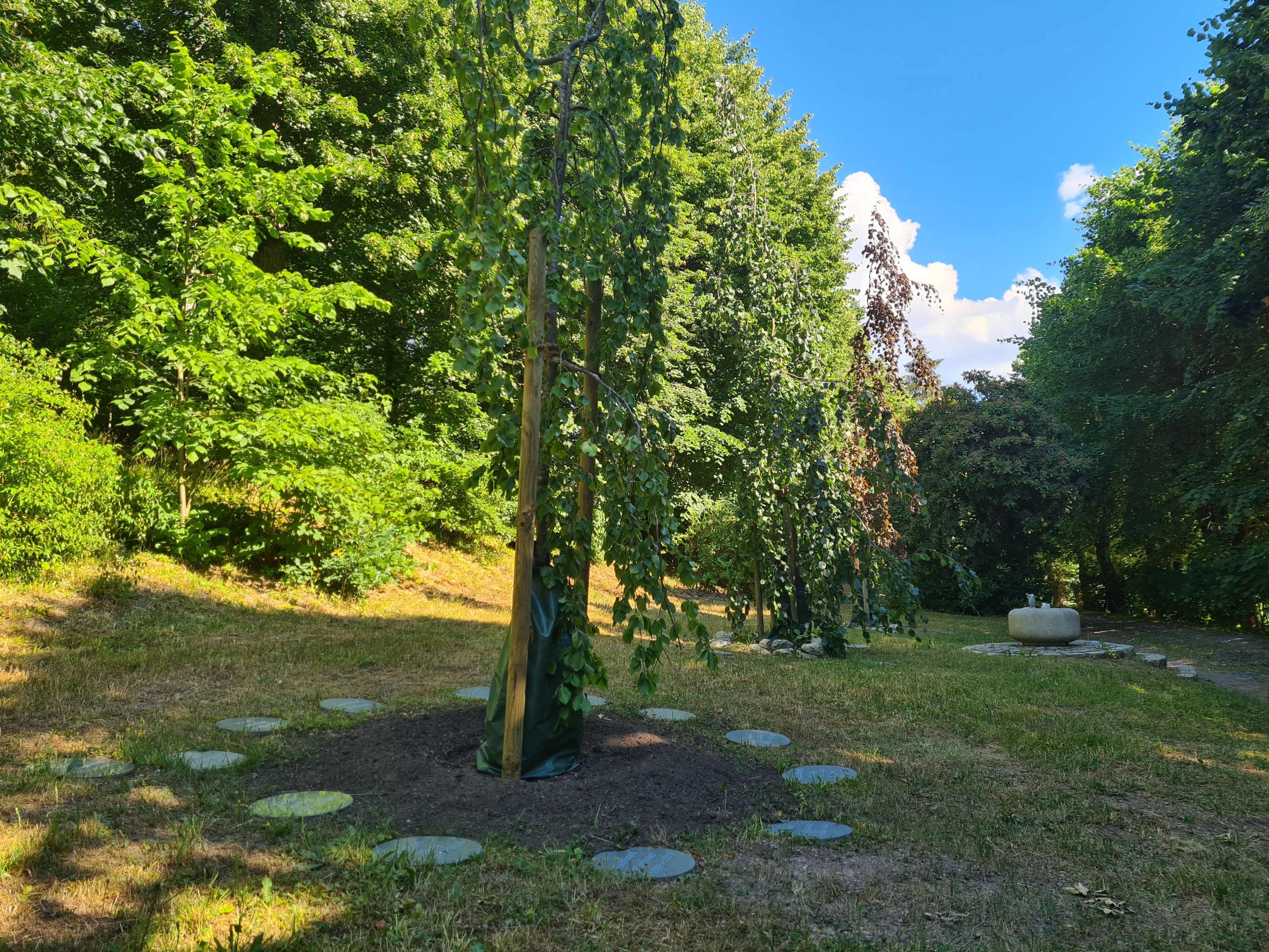 Baumgrabstätten auf dem Hauptfriedhof.
